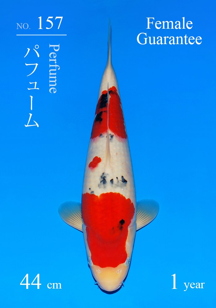 パフューム