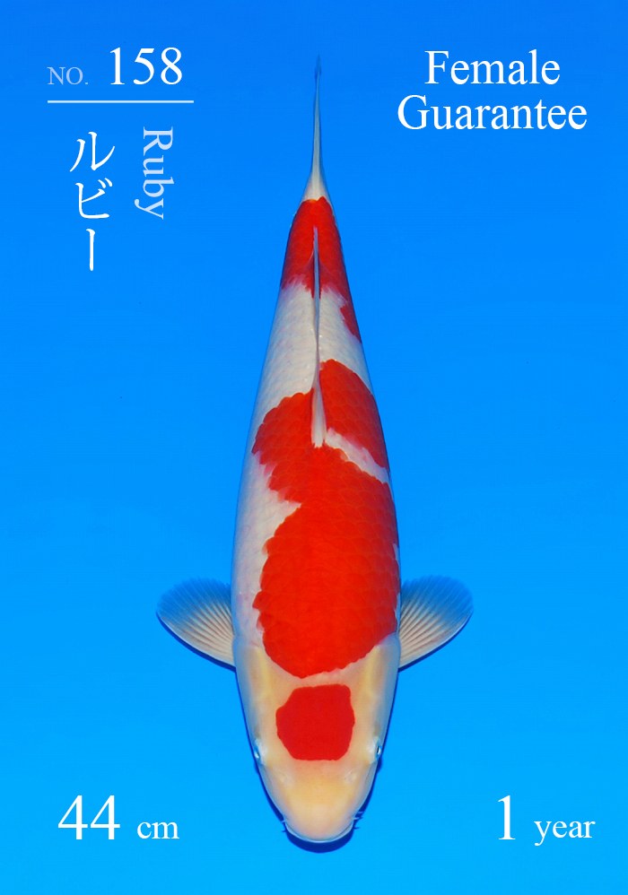 ルビー