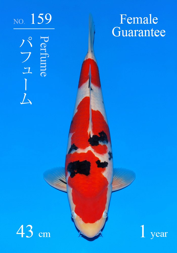 パフューム
