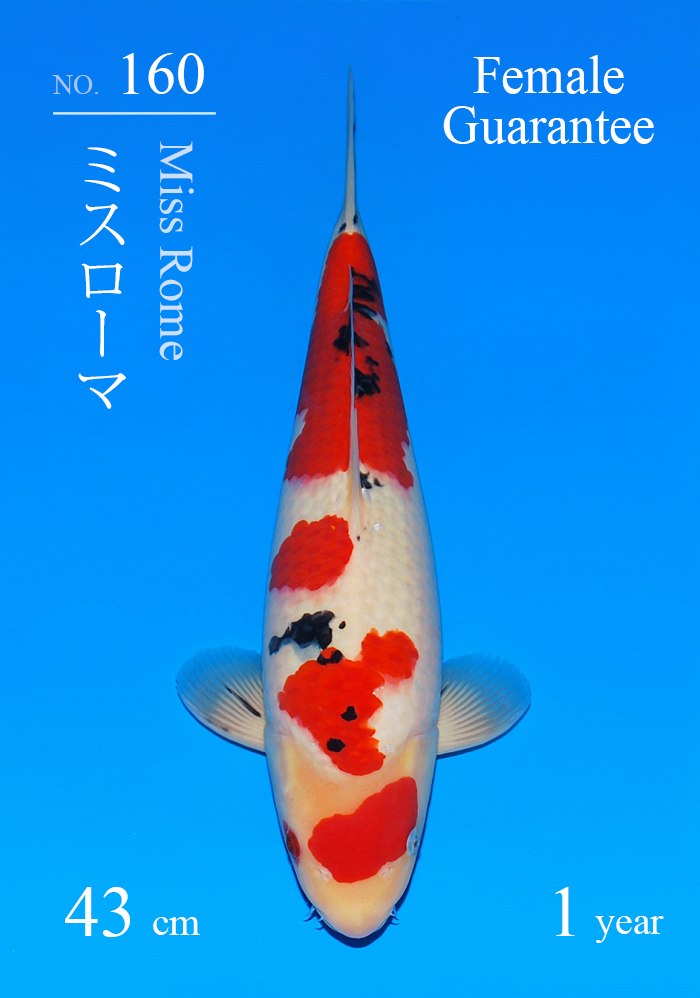 ミスローマ