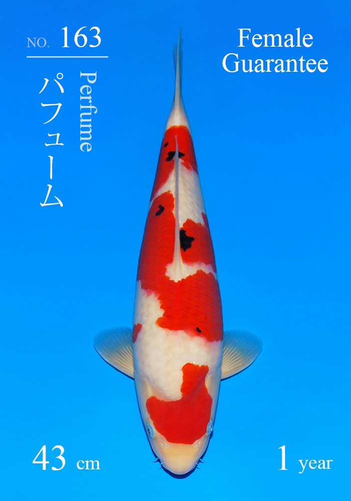 パフューム