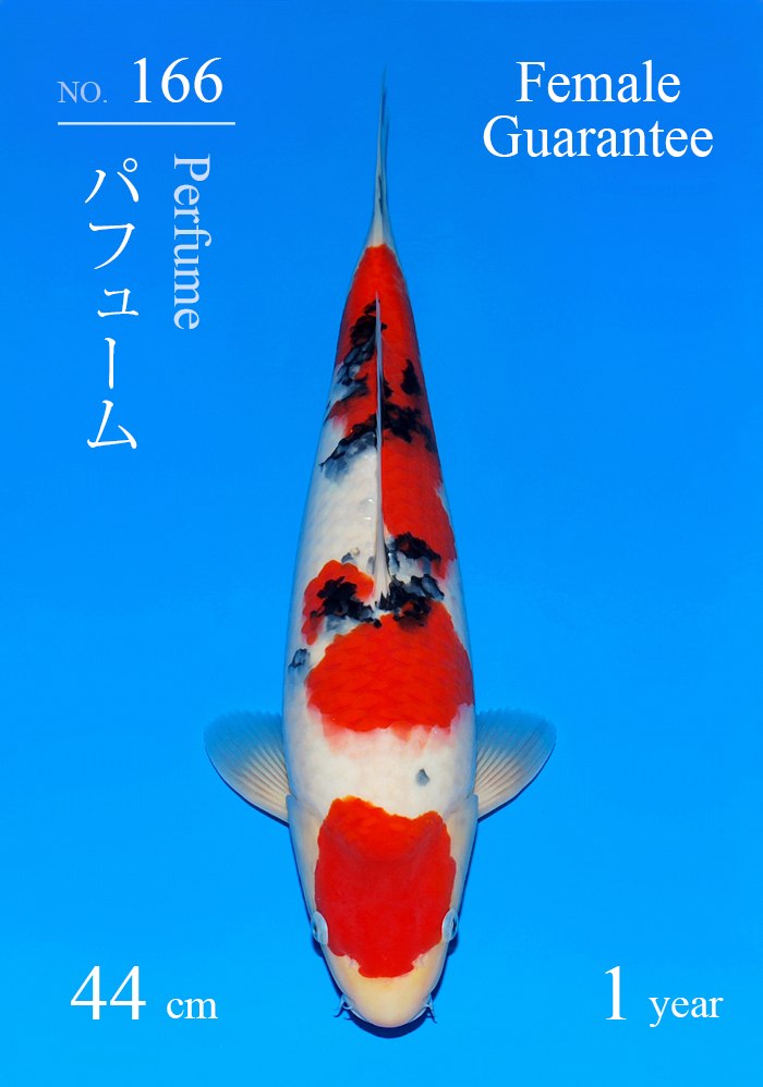 パフューム