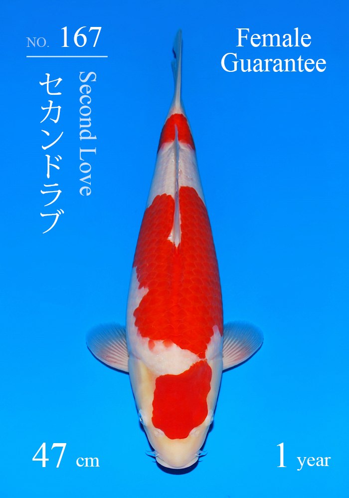 セカンドラブ