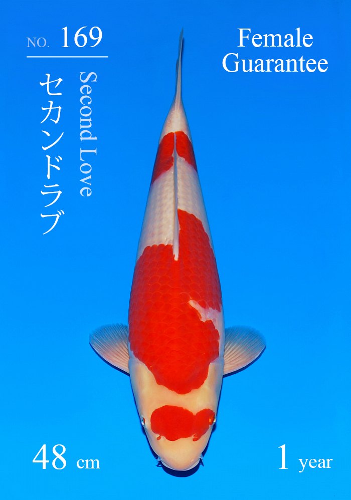 セカンドラブ
