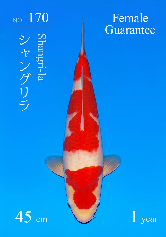 シャングリラ