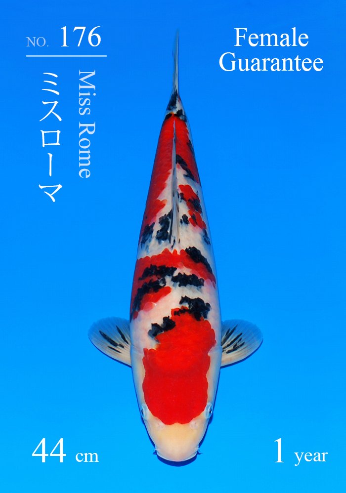 ミスローマ