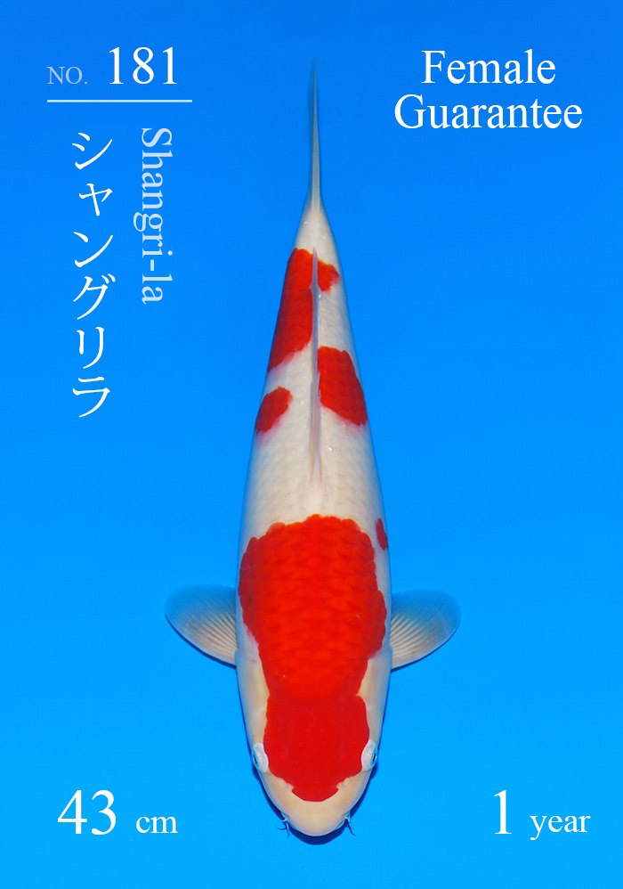 シャングリラ
