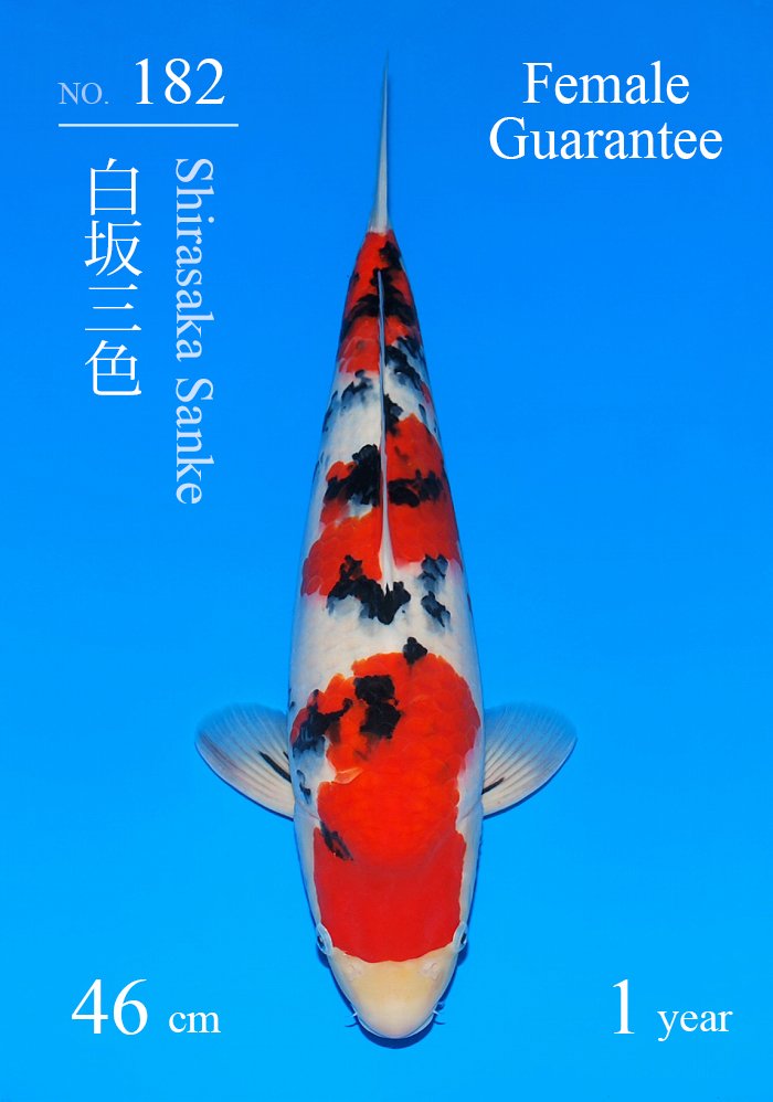 白坂三色