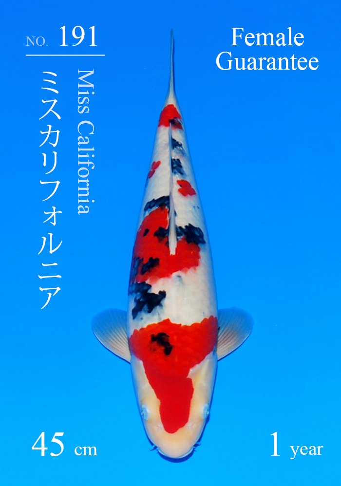 ミスカリフォルニア