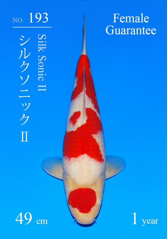 シルクソニック?