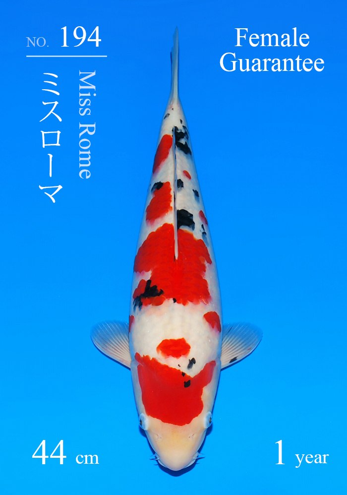 ミスローマ