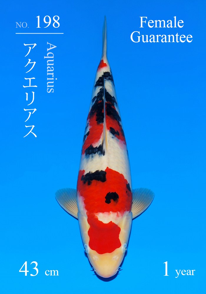 アクエリアス