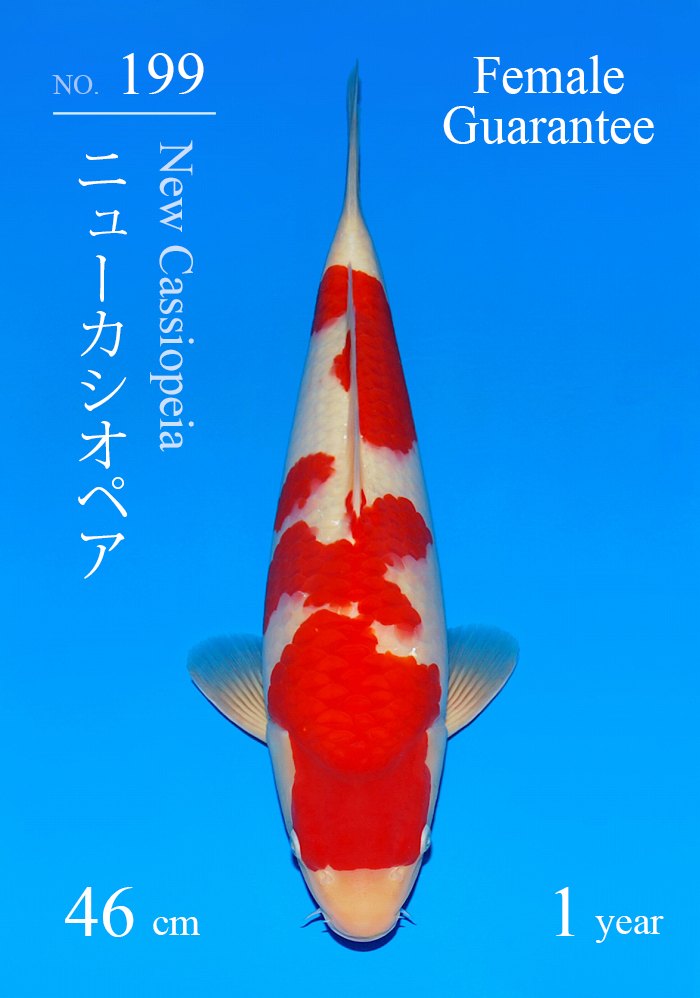 ニューカシオペア