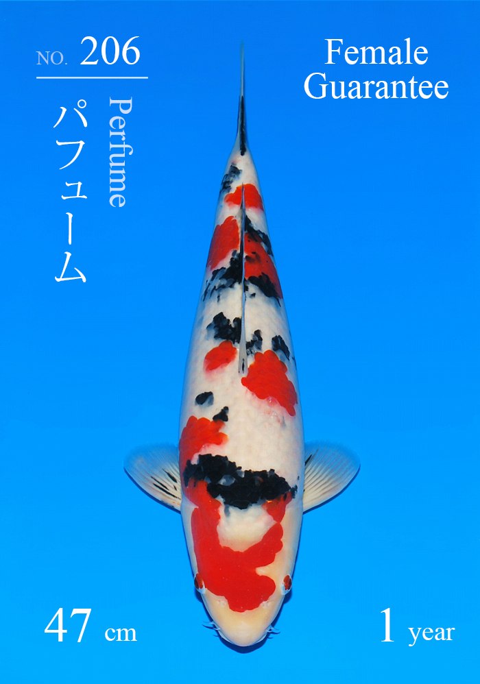 パフューム