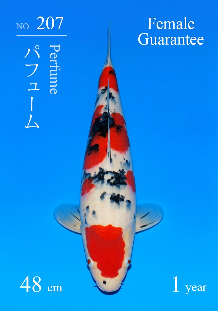 パフューム