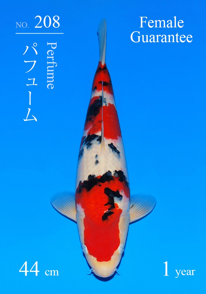 パフューム