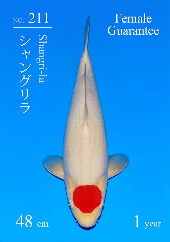 シャングリラ