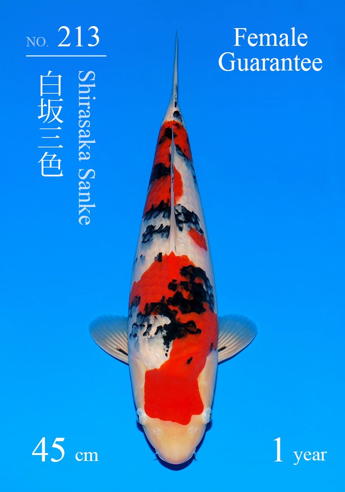 白坂三色