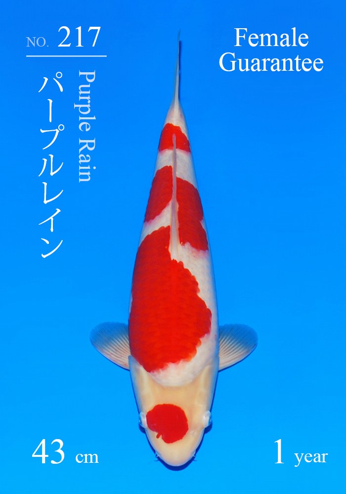 パープルレイン
