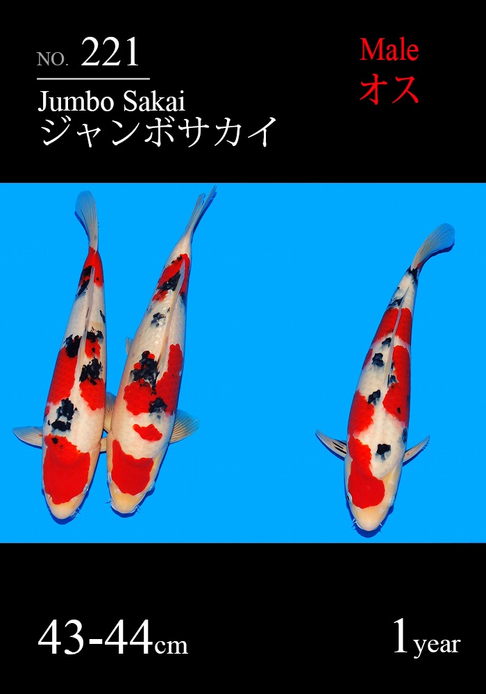 ジャンボサカイ