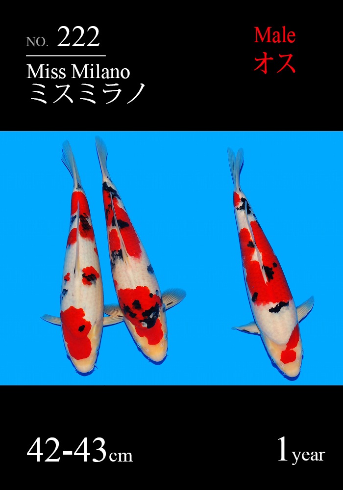 ミスミラノ