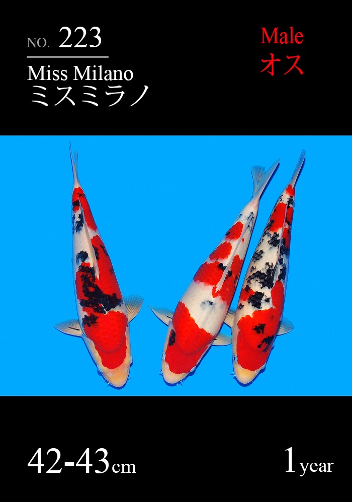 ミスミラノ