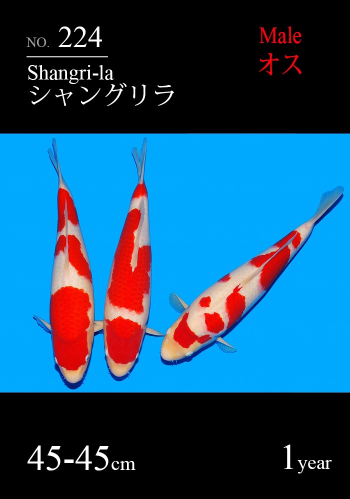シャングリラ