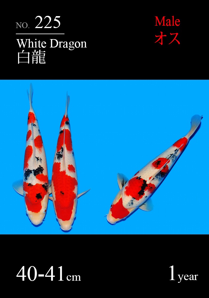 白龍