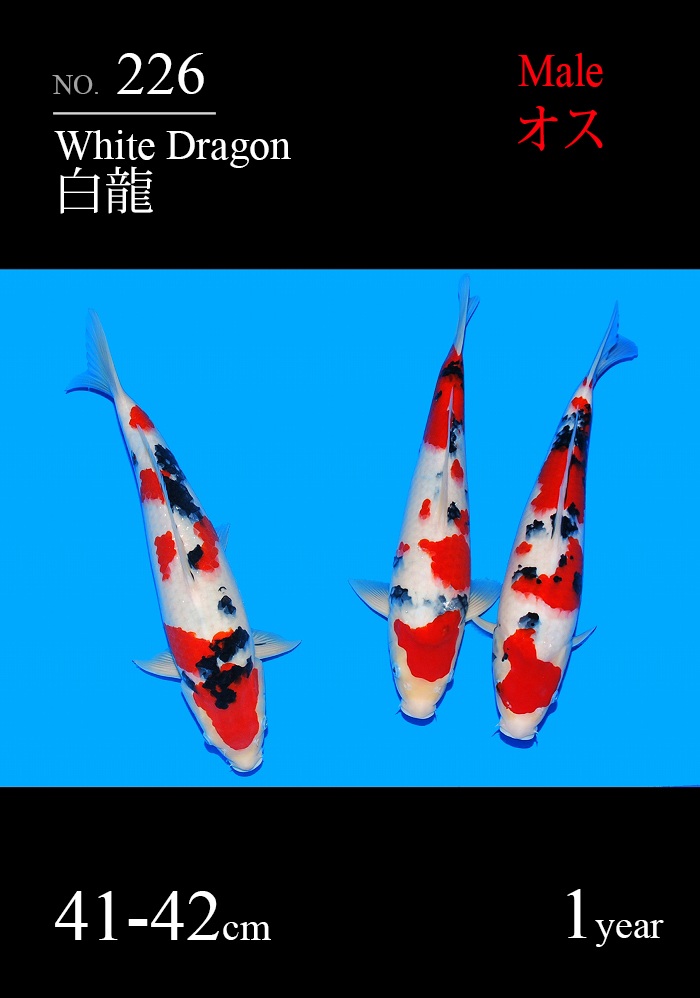 白龍