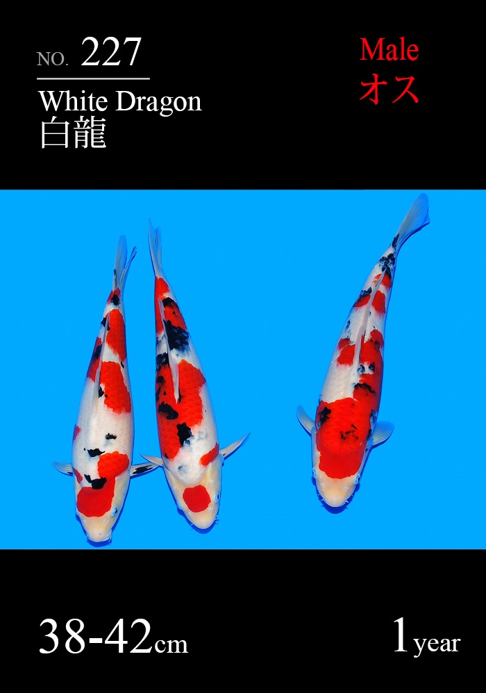 白龍