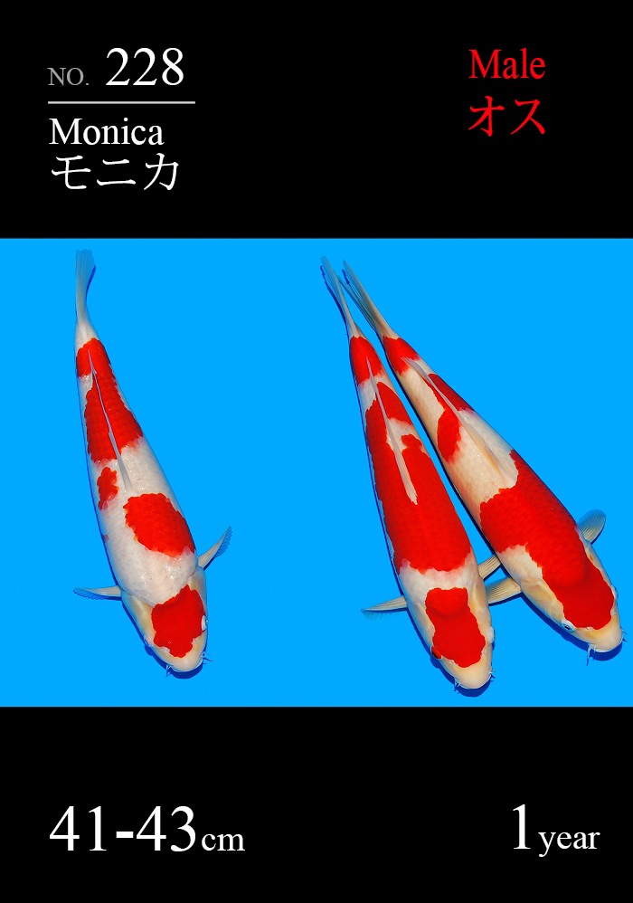 モニカ