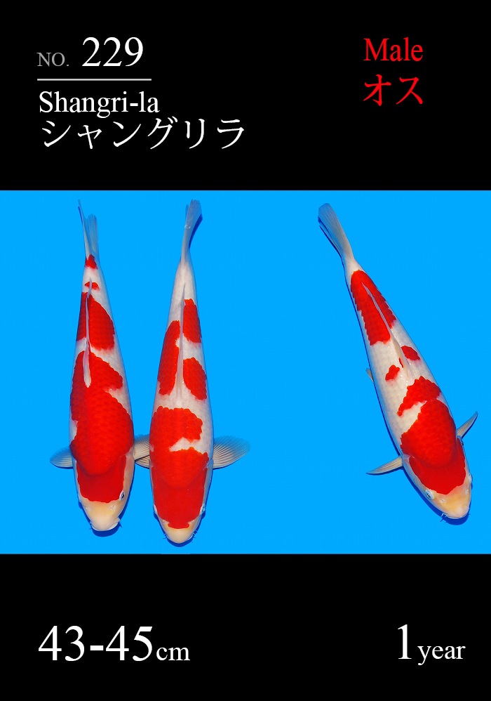 シャングリラ