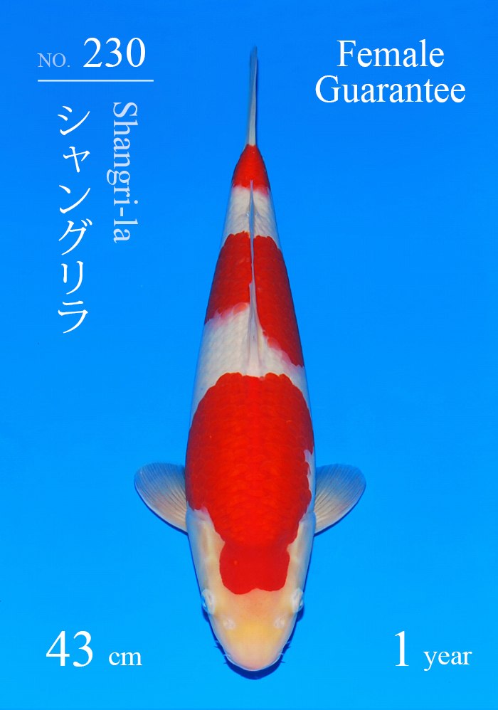 シャングリラ