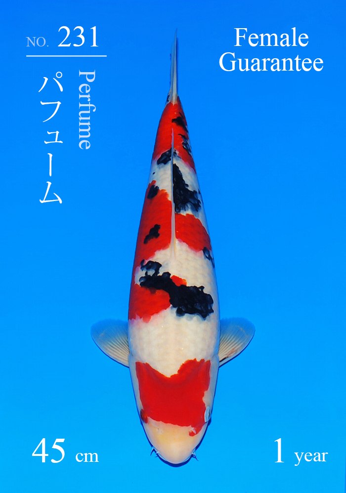 パフューム