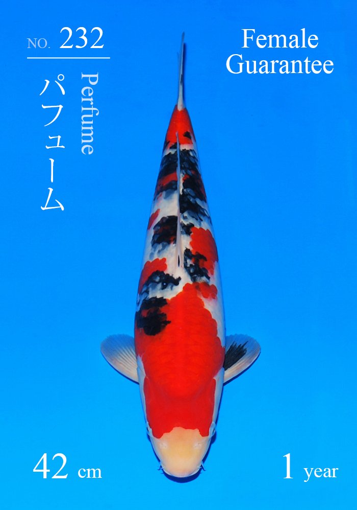 パフューム