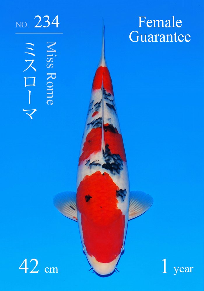 ミスローマ