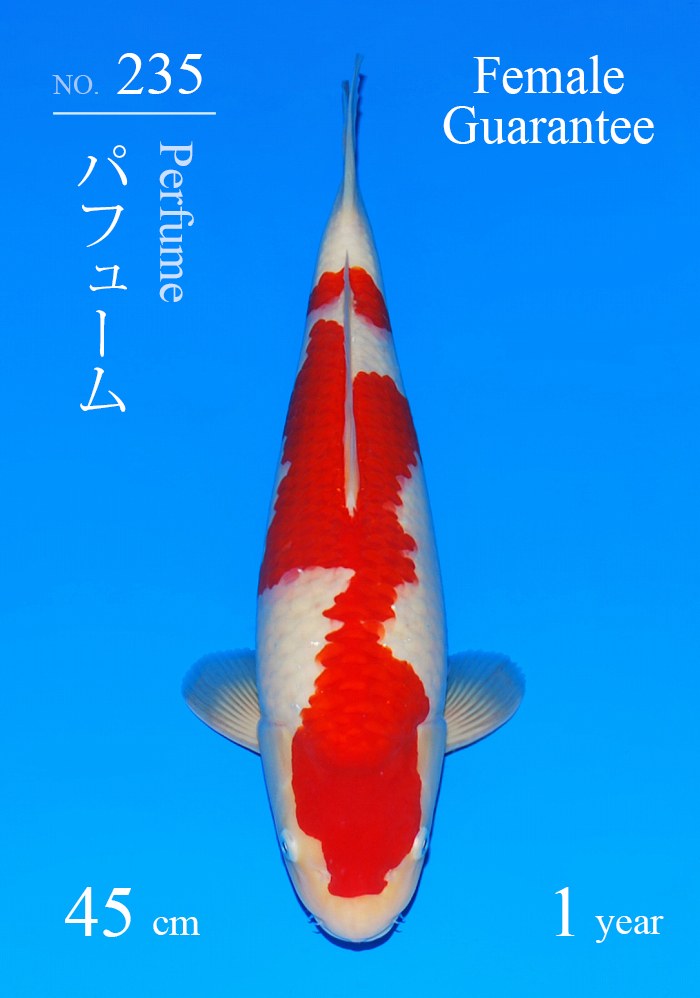 パフューム