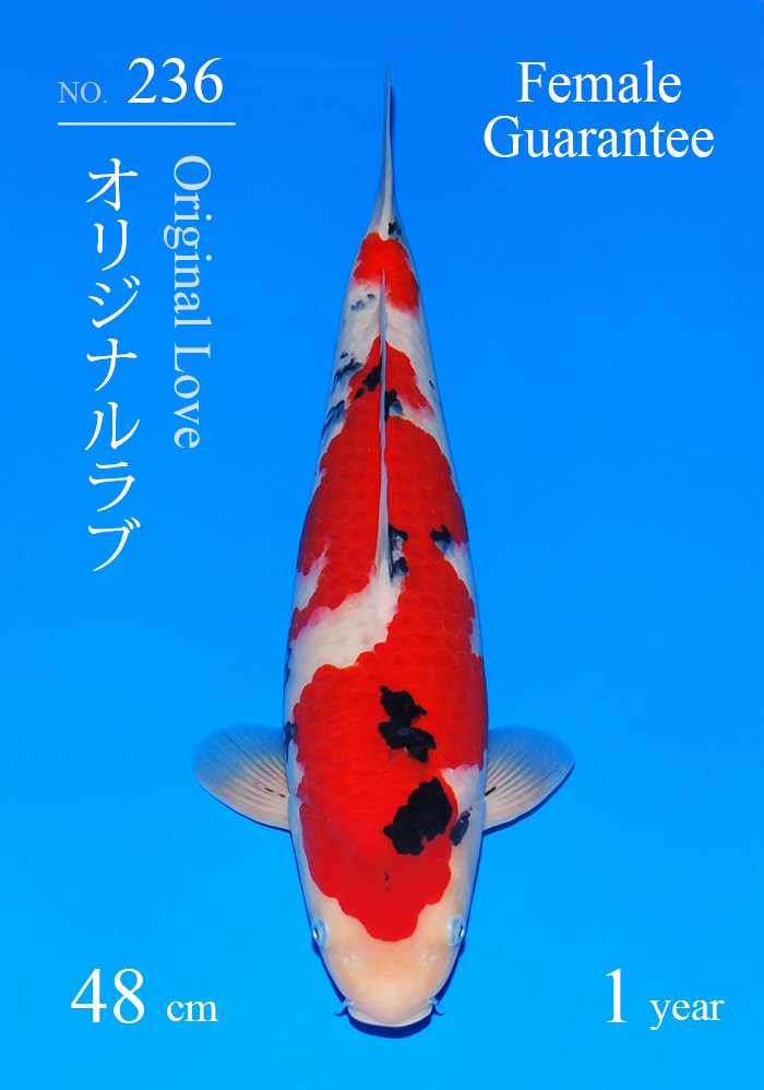 オリジナルラブ