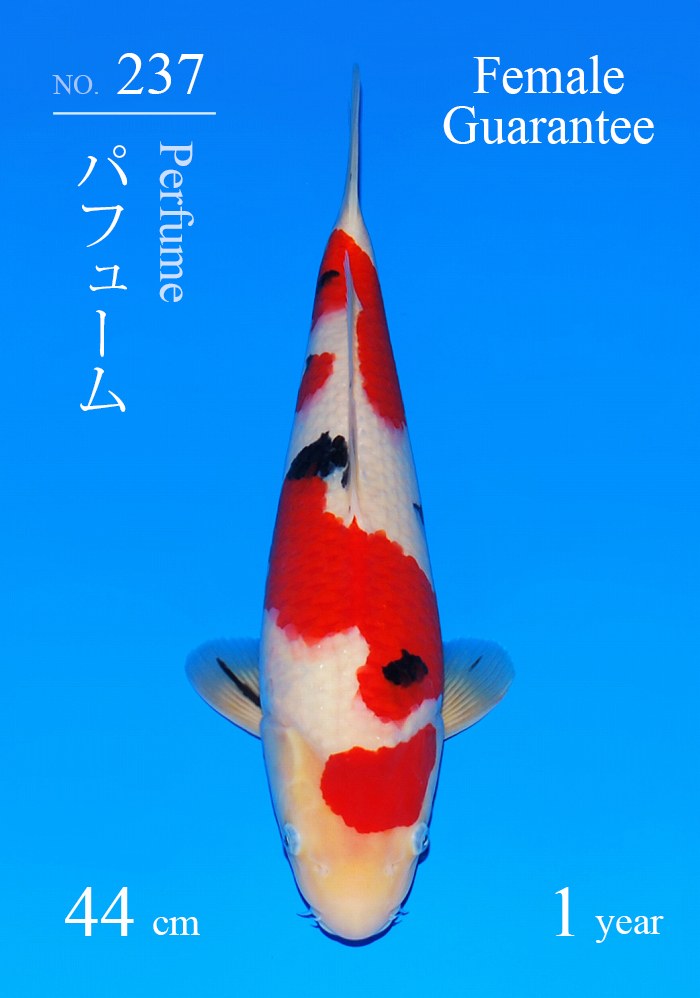 パフューム