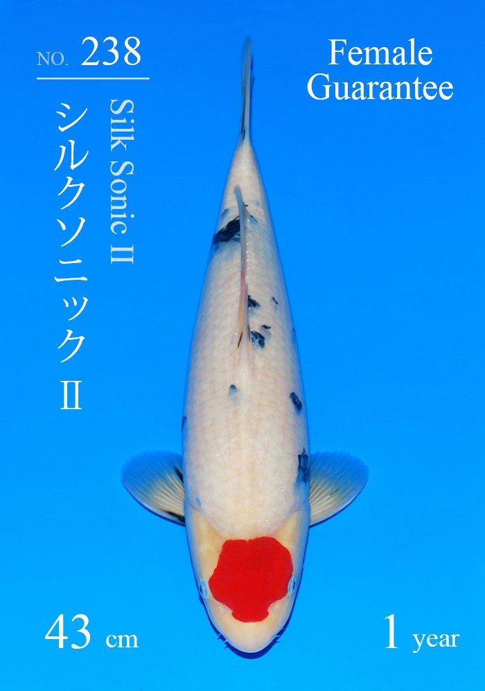 シルクソニック?