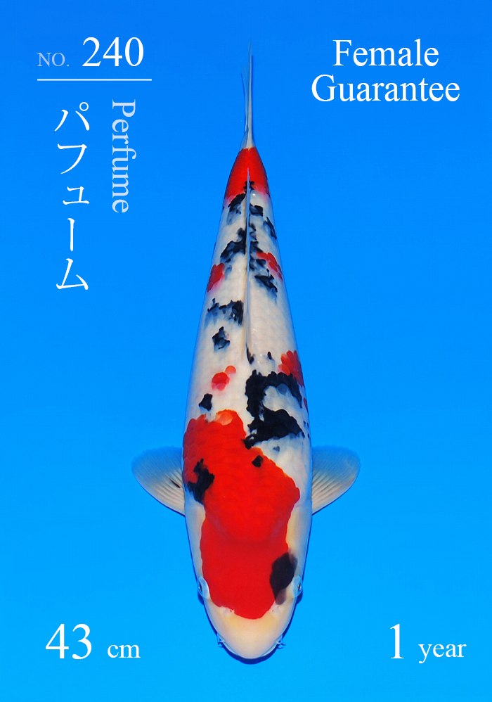 パフューム