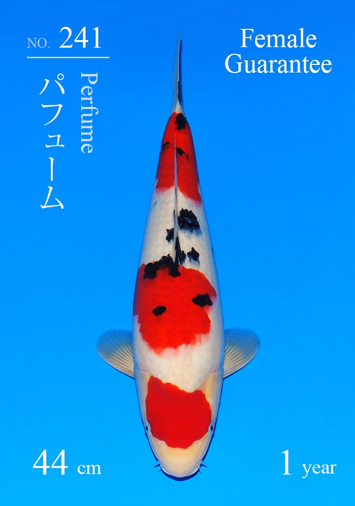 パフューム