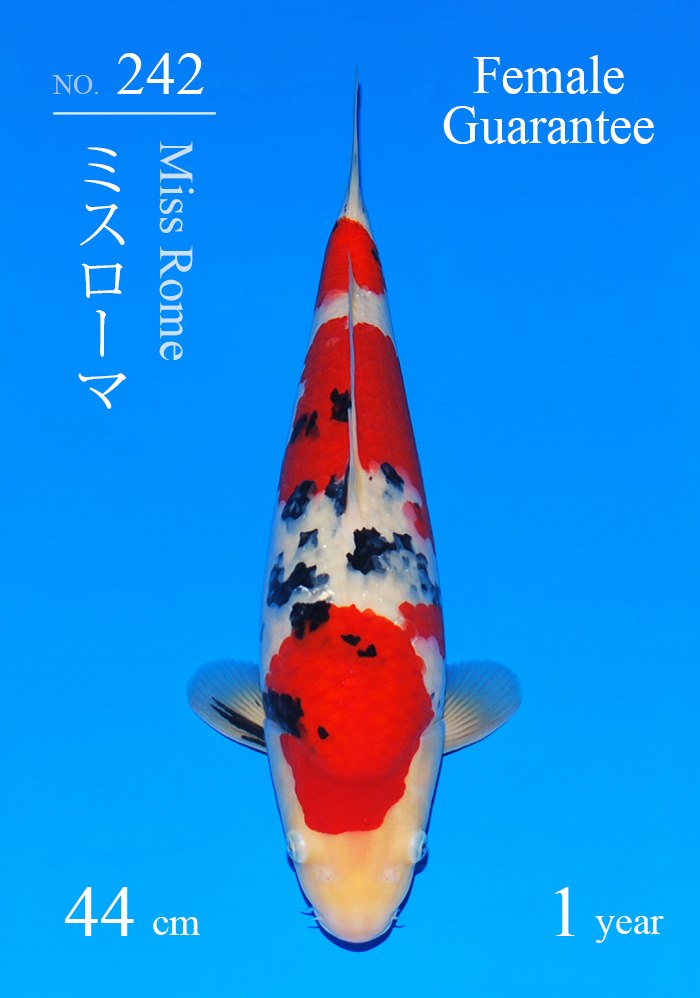 ミスローマ