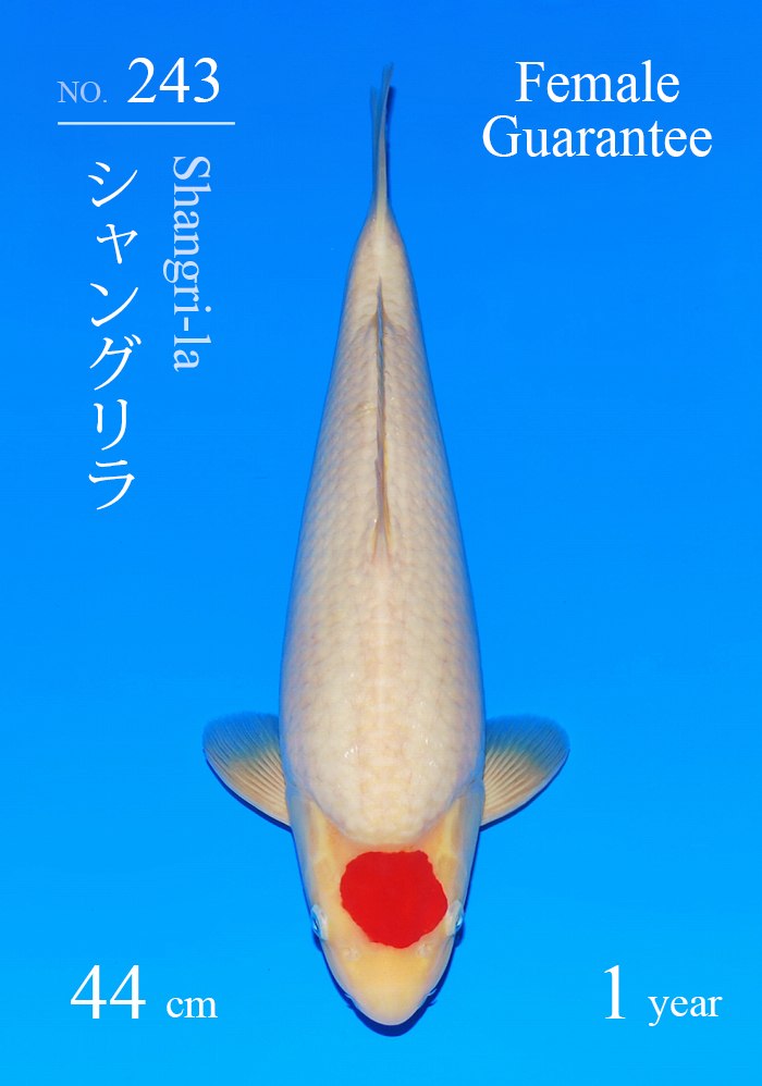 シャングリラ