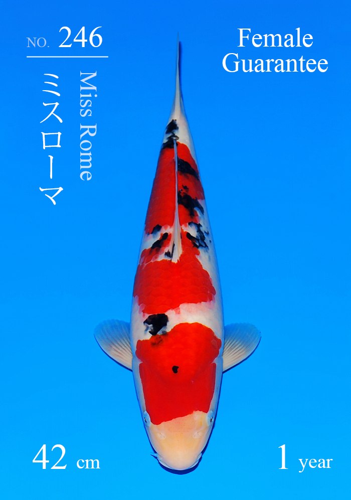 ミスローマ