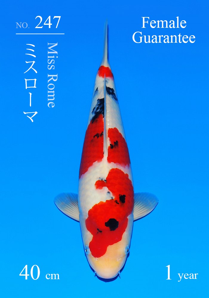 ミスローマ
