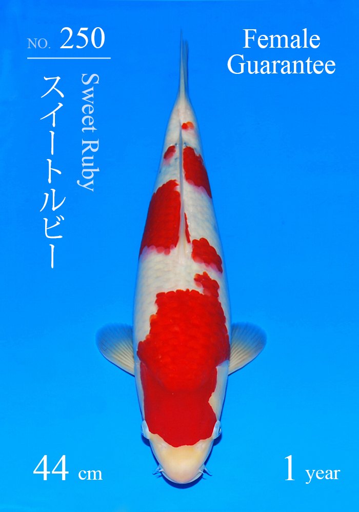 スイートルビー