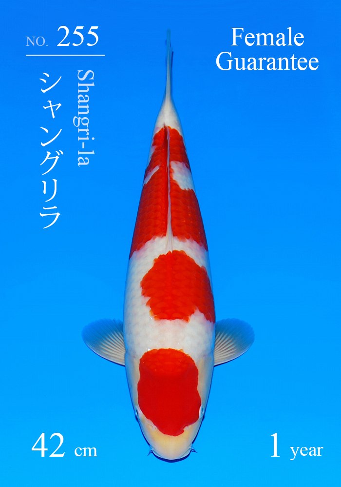 シャングリラ