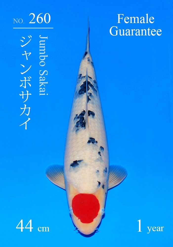 ジャンボサカイ