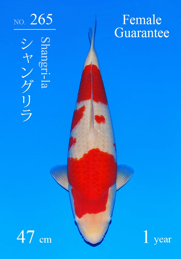 シャングリラ